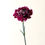 Thumbnail: COLUMBIAN CARNATIONS in Red Wine