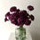 Thumbnail: COLUMBIAN CARNATIONS in Eggplant