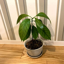 この観葉植物なんでしょう?ヒント、野菜!!