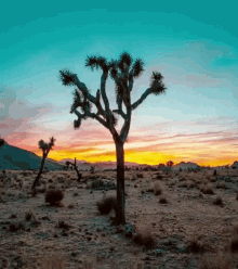 desert-sundown.gif