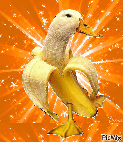 5527539_77f2a.gif