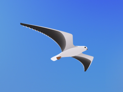 seagull_flight-loop.gif