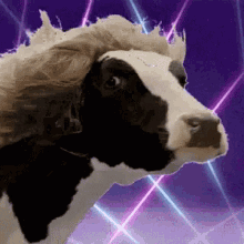 disco-cow.gif