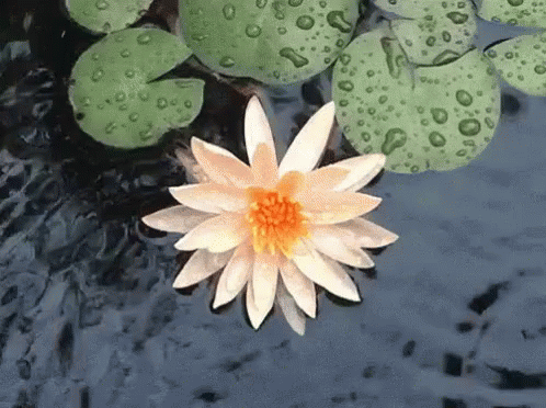 flower-water.gif