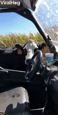 200w.gif