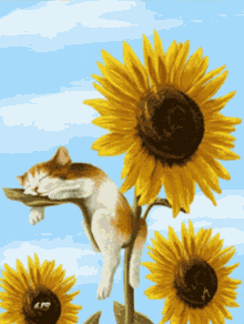 sunflower-flower.gif
