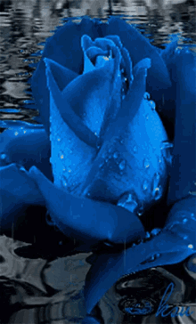 blue-flower.gif