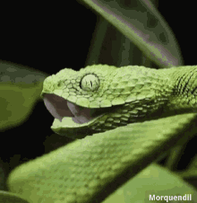 tıss-çalı.gif