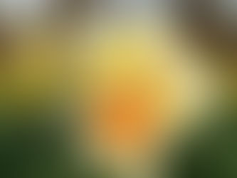 I want to grow flowers...can you help?