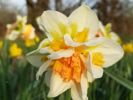 I want to grow flowers...can you help?