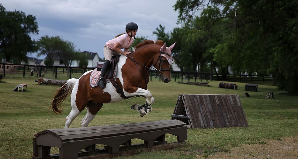 cross country horse