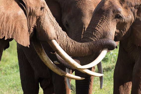 Hakuna Matata - Foto di Federico Ventriglia