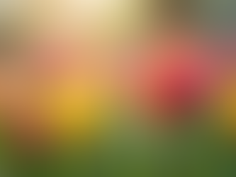 Year-Round Garden Maintenance Tips for Homeowners