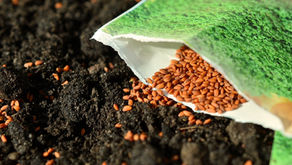 Il seme e il seminatore