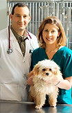 Dog at Vet