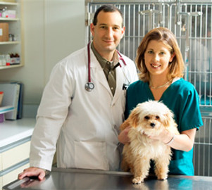 Dog at Vet