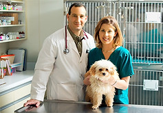 Cão no veterinário