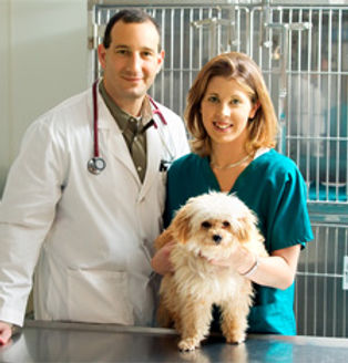 Dog at Vet