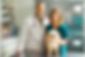 Great Veterinarians In Connecticut