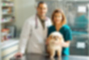 Veterinarian and Technician Workiing Together