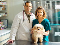 🐾 Snowbirds & Animaux : Guide Complet pour la Santé, l’Assurance et les Soins Vétérinaires en Floride