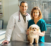 Vet at köpek