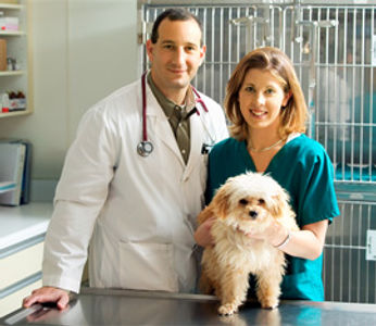 Cão no veterinário