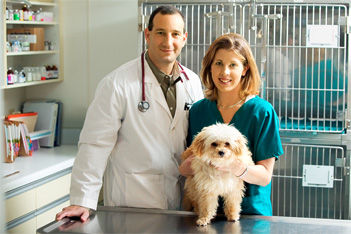 Veterinarians With Dog
