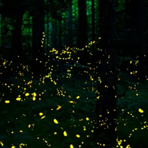 Notes Toward a Poem about Fireflies