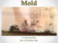 Mold on a Wall