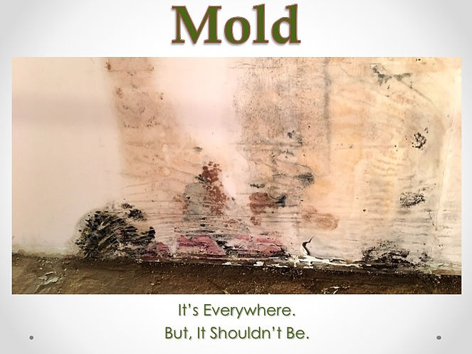 Mold on a Wall