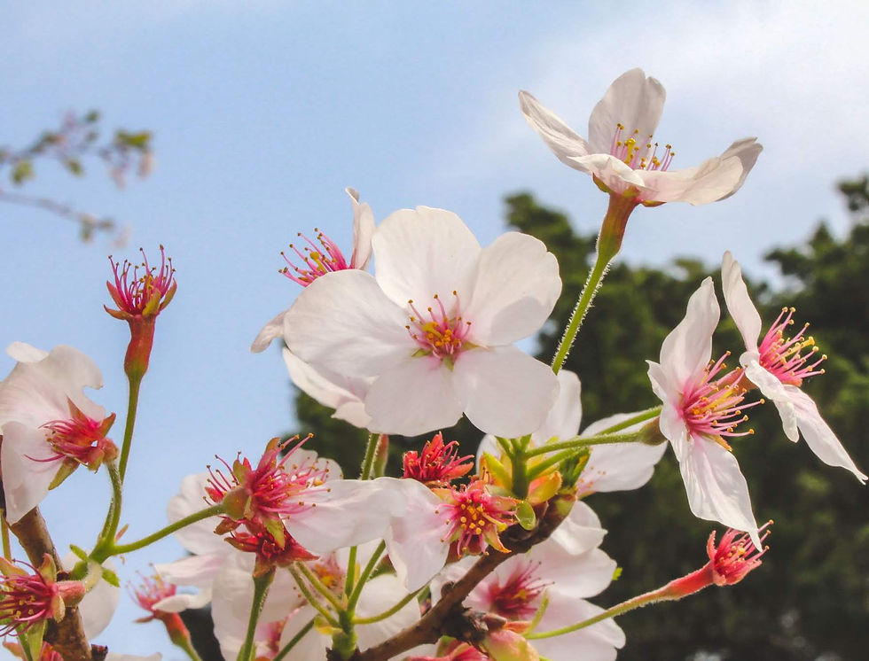 Fiori ciliegio Giappone