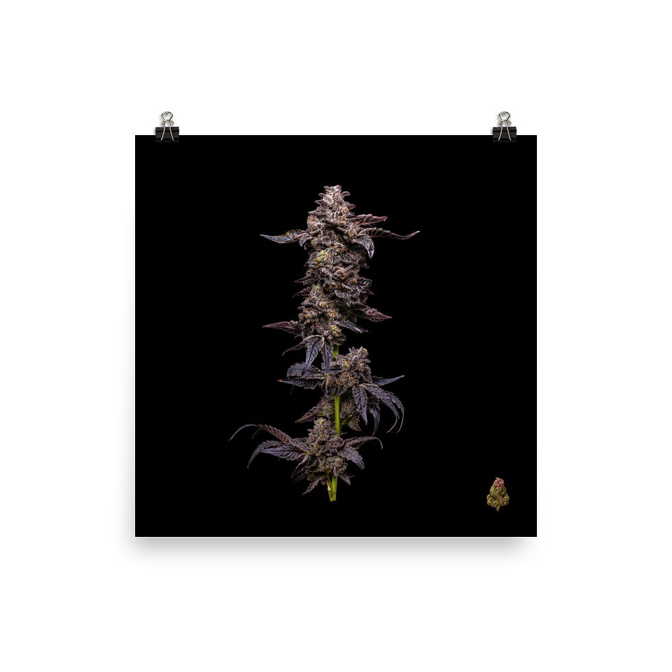 Thumbnail: Ice Cream Cake Live Plant Photo Paper Poster