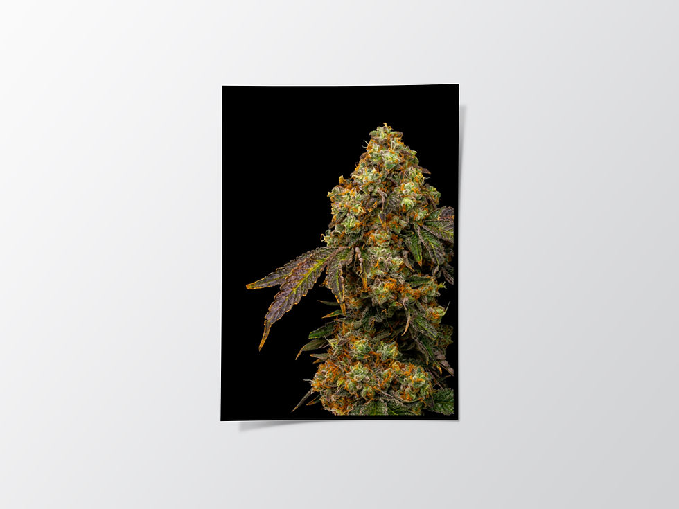 Thumbnail: Jaffa Caked Cookies Live Plant Photo Paper Poster