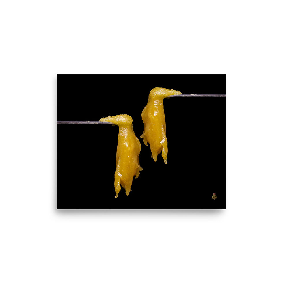 Thumbnail: Sour Wilson Hash Rosin - Photo Paper Poster
