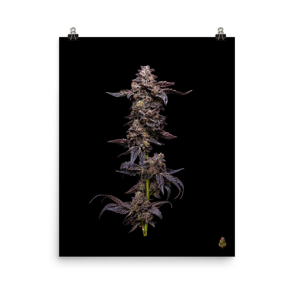 Thumbnail: Ice Cream Cake Live Plant Photo Paper Poster