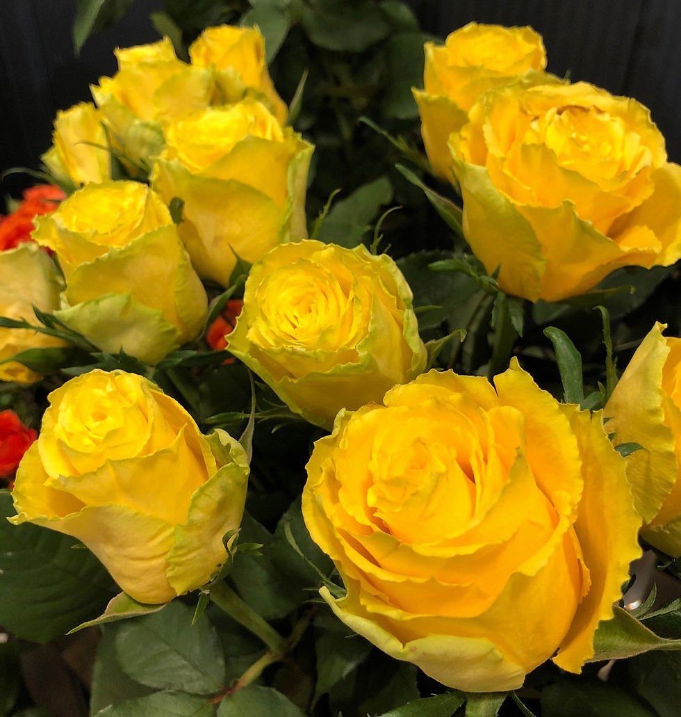 Thumbnail: Roses - 60cm (yellow)
