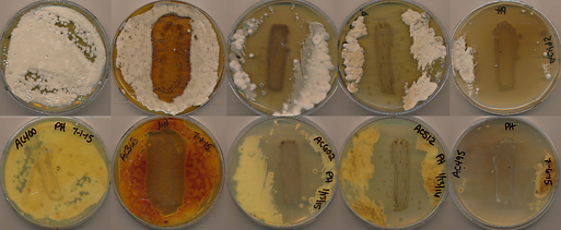 2-Inhibition WNS.png