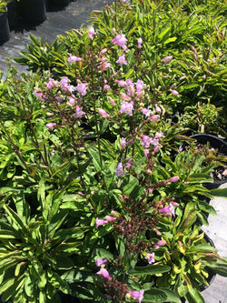 Penstemon3