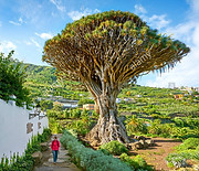 dragon-tree-dracaena-draco-icod-de-los-v
