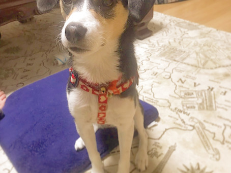 愛犬登場!