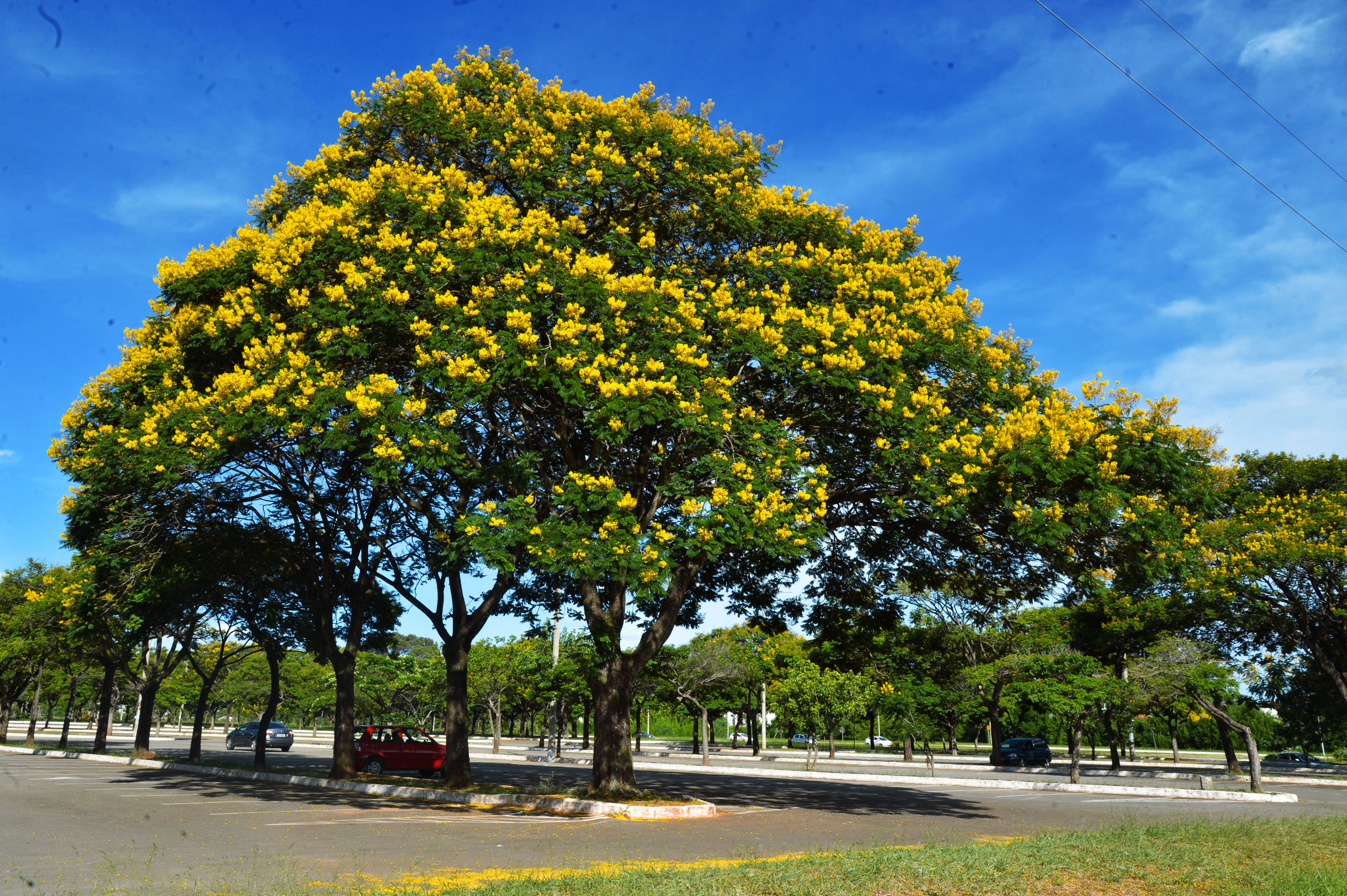 Sibipiruna