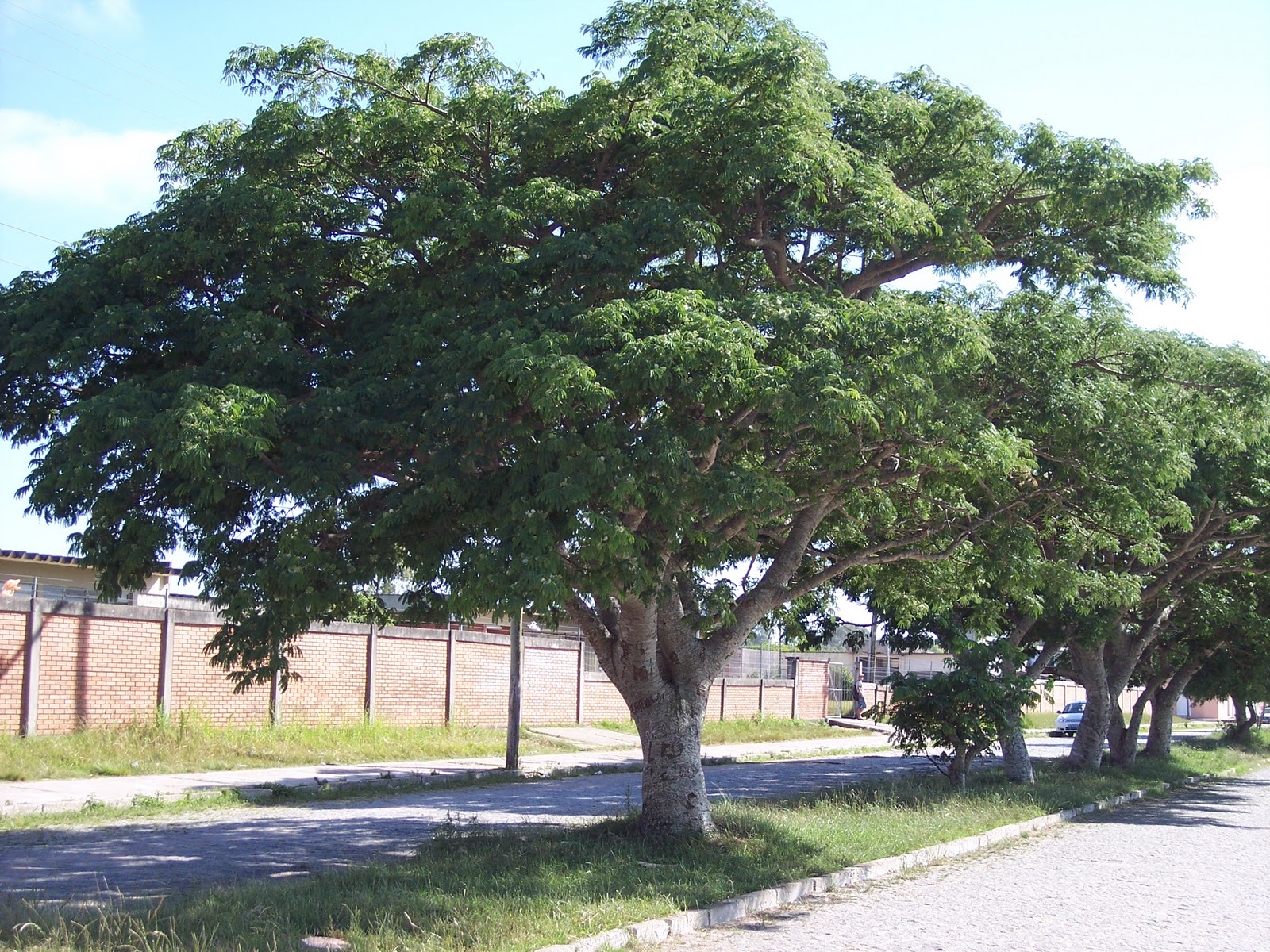 Timburi