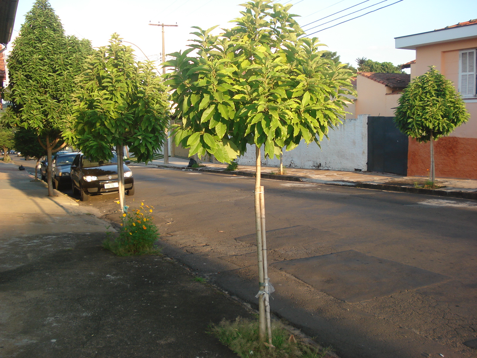 Magnólia_amarela