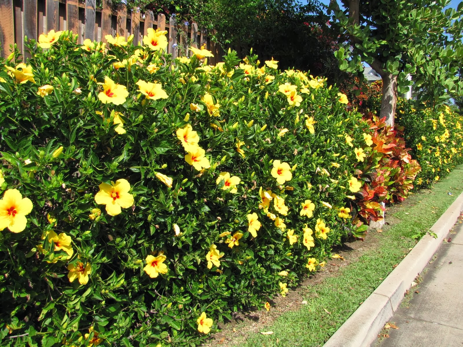 Hibisco amarelo
