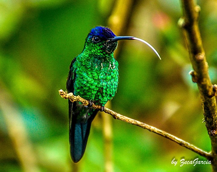 Beija-flor-de-fronte-violeta