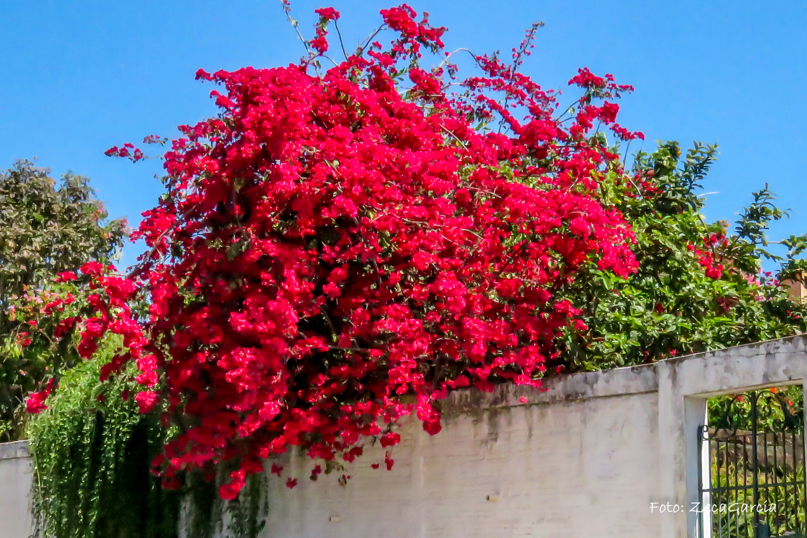 Primavera