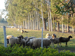 festafe 019.jpg
