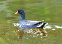 Frango-d'agua-comum