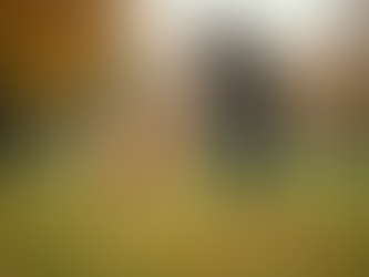 Calm Paws Club: Redbridge Dog Training School